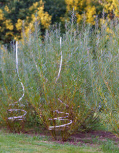 Salix rosmarinifolia - Saule à feuilles de romarin - vue d'ensemble