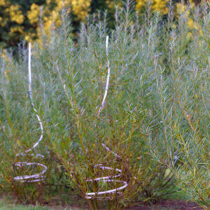 Salix rosmarinifolia - Saule à feuilles de romarin - vue d'ensemble