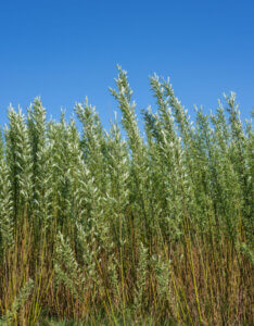 Salix viminalis - Saule des vanniers - Osier vert - vue d'ensemble