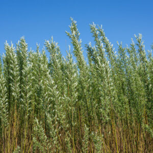 Salix viminalis - Saule des vanniers - Osier vert - vue d'ensemble