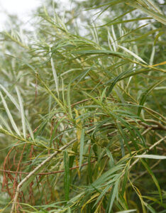 Salix viminalis - Saule des vanniers - Osier vert - feuillage