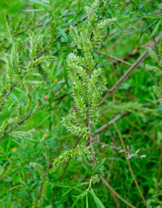 Salix viminalis - Saule des vanniers - Osier vert - fructification