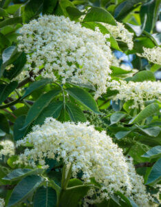 Sambucus nigra - Sureau noir - inflorescences