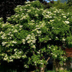 Sambucus nigra - Sureau noir - vue d'ensemble