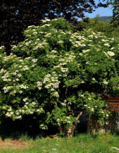 Sambucus nigra - Sureau noir - vue d'ensemble