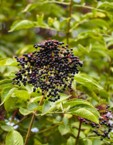 Sambucus nigra - Sureau noir - fructification