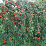 Sorbus aucuparia - Sorbier des oiseleurs - vue d'ensemble