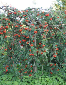 Sorbus aucuparia - Sorbier des oiseleurs - vue d'ensemble