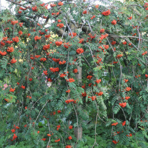 Sorbus aucuparia - Sorbier des oiseleurs - vue d'ensemble
