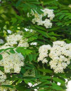 Sorbus aucuparia - Sorbier des oiseleurs - inflorescences