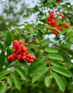 Sorbus aucuparia - Sorbier des oiseleurs - fructification