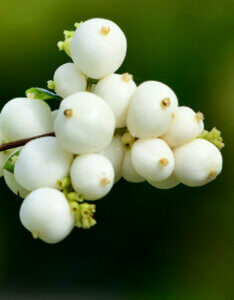 Symphoricarpos albus - Symphorine blanche - fructification