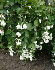 Symphoricarpos albus - Symphorine blanche - vue d'ensemble
