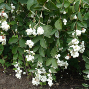 Symphoricarpos albus - Symphorine blanche - vue d'ensemble