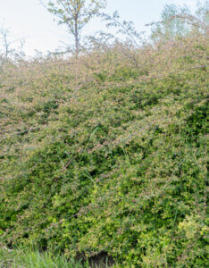 Symphoricarpos chenaultii Hancock - Symphorine de Chenault - vue d'ensemble