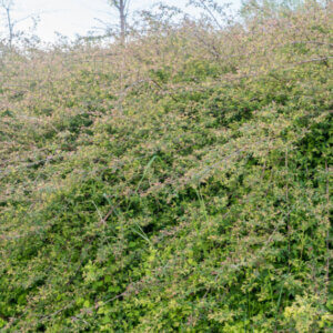 Symphoricarpos chenaultii Hancock - Symphorine de Chenault - vue d'ensemble