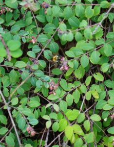 Symphoricarpos chenaultii Hancock - Symphorine de Chenault - fleurs et feuillage