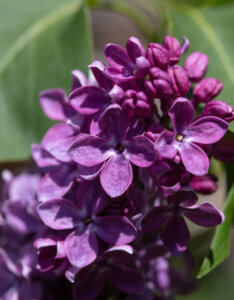 Syringa vulgaris – Lilas commun - inflorescence
