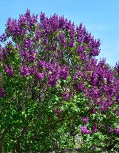Syringa vulgaris – Lilas commun - vue d'ensemble