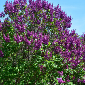 Syringa vulgaris – Lilas commun - vue d'ensemble