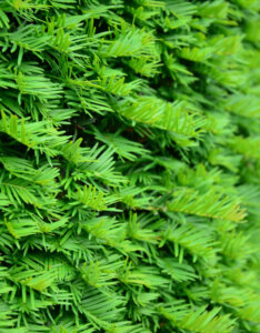 Taxus baccata - If commun - feuillage