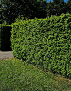 Taxus baccata - If commun - vue d'ensemble