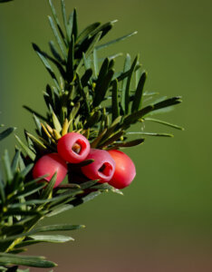 Taxus baccata - If commun - fructification