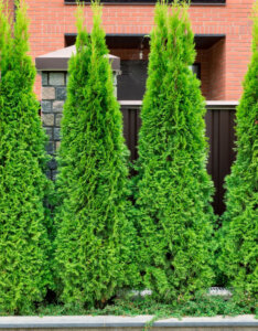 Thuja occidentalis Brabant - Thuya du Canada - vue d'ensemble