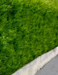 Thuja occidentalis Brabant - Thuya du Canada - vue d'ensemble