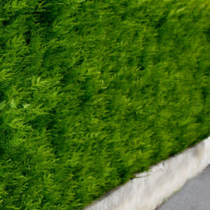 Thuja occidentalis Brabant - Thuya du Canada - vue d'ensemble