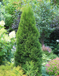 Thuja occidentalis Smaragd - Thuya du Canada - vue d'ensemble