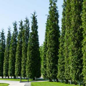 Thuja plicata Atrovirens - Thuya géant - vue d'ensemble