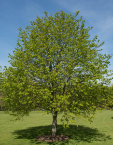 Tilia cordata - Tilleul à petites feuilles - vue d'ensemble