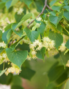 Tilia cordata - Tilleul à petites feuilles - feuillage et fleurs