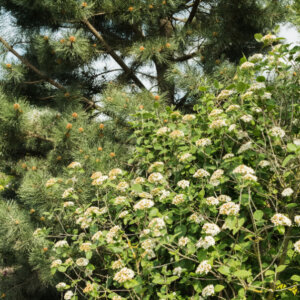 Viburnum lantana - Viorne lantane - Viorne mancienne - vue d'ensemble