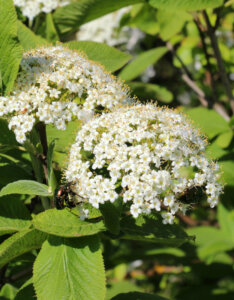 Viburnum lantana - Viorne lantane - Viorne mancienne - inflorescences