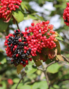 Viburnum lantana - Viorne lantane - Viorne mancienne - fructification