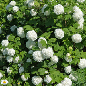 Viburnum opulus - Viorne obier - vue d'ensemble