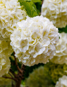 Viburnum opulus - Viorne obier - inflorescences
