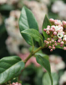 Viburnum tinus Eve Price - Laurier tin - feuillage et fleurs