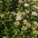 Viburnum tinus Eve Price - Laurier tin - Laurier en fleur