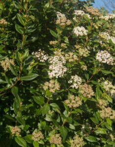Viburnum tinus Eve Price - Laurier tin - Laurier en fleur