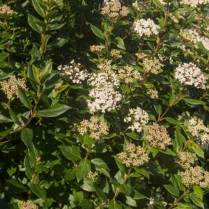 Viburnum tinus Eve Price - Laurier tin - Laurier en fleur