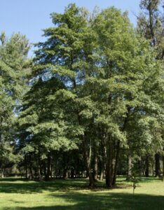 Alnus glutinosa - Aulne glutineux - Vue d'ensemble