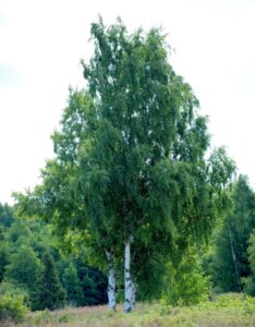 Betula pendula - Bouleau commun - Bouleau pleureur_2264742617 - Bouleau vue d'ensemble
