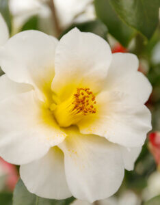 Camellia japonica blanc - fleur
