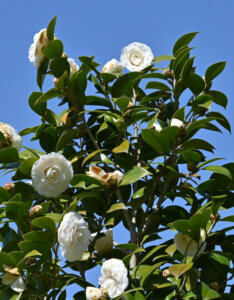 Camellia japonica blanc - feuillage
