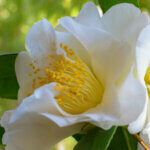 Camellia japonica blanc - Camélia du Japon - fleur