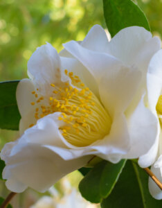 Camellia japonica blanc - Camélia du Japon - fleur