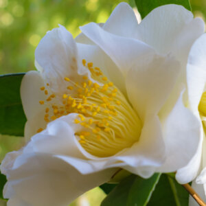 Camellia japonica blanc - Camélia du Japon - fleur